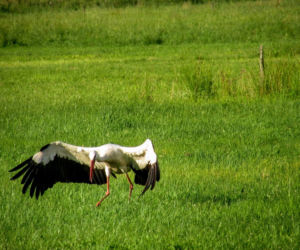 Podlaska fauna