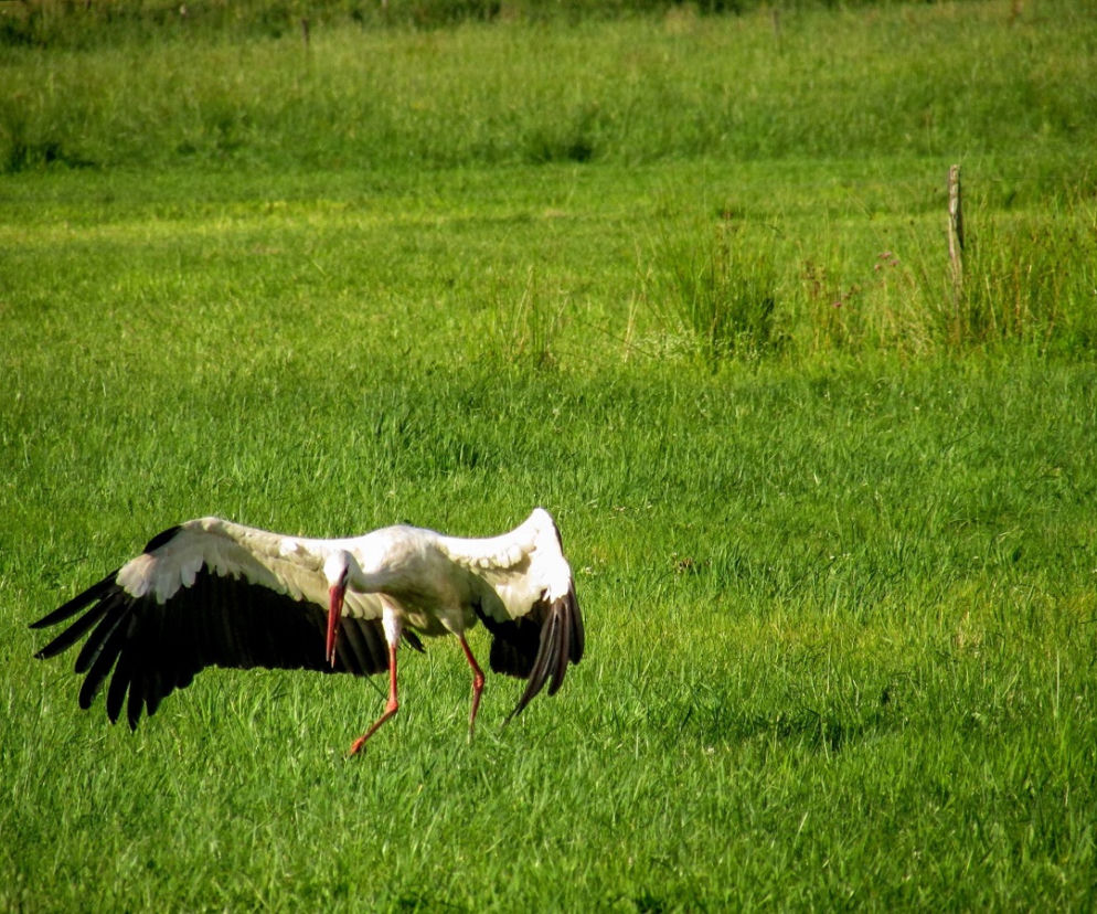 Podlaska fauna