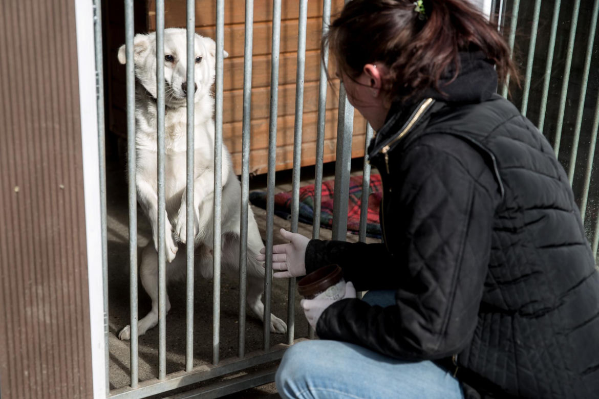 Mieszkańcy Krakowa chętnie adoptują psy w czasie koronawirusa