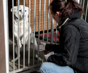 Mieszkańcy Krakowa chętnie adoptują psy w czasie koronawirusa
