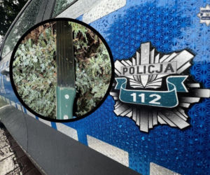 Maczeta, gaz i poniżenie w lesie. Brutalna napaść nastolatków pod Jastrzębiem-Zdrojem. Co się stało?