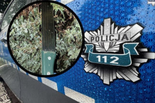 Maczeta, gaz i poniżenie w lesie. Brutalna napaść nastolatków