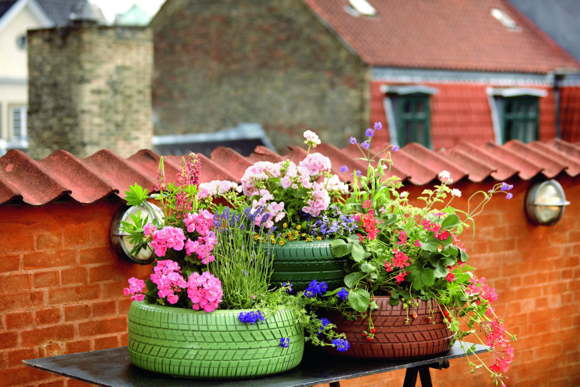 Pelargonie na 1001 sposobów – zmiana opon