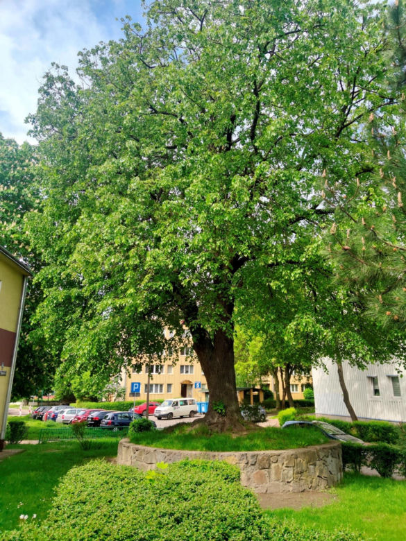 Cztery nowe pomniki przyrody w Lublinie. To olbrzymy, które w obwodzie mają razem prawie 16 metrów!
