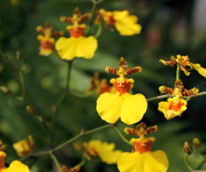 storczyk-oncidium