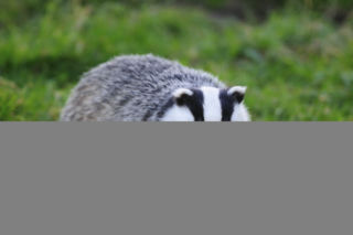Borsuk
