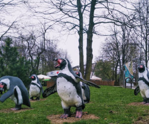 Chorzów: Po 42 latach do Śląskiego Ogrodu Zoologicznego wracają pingwiny! [ZDJĘCIA, AUDIO]