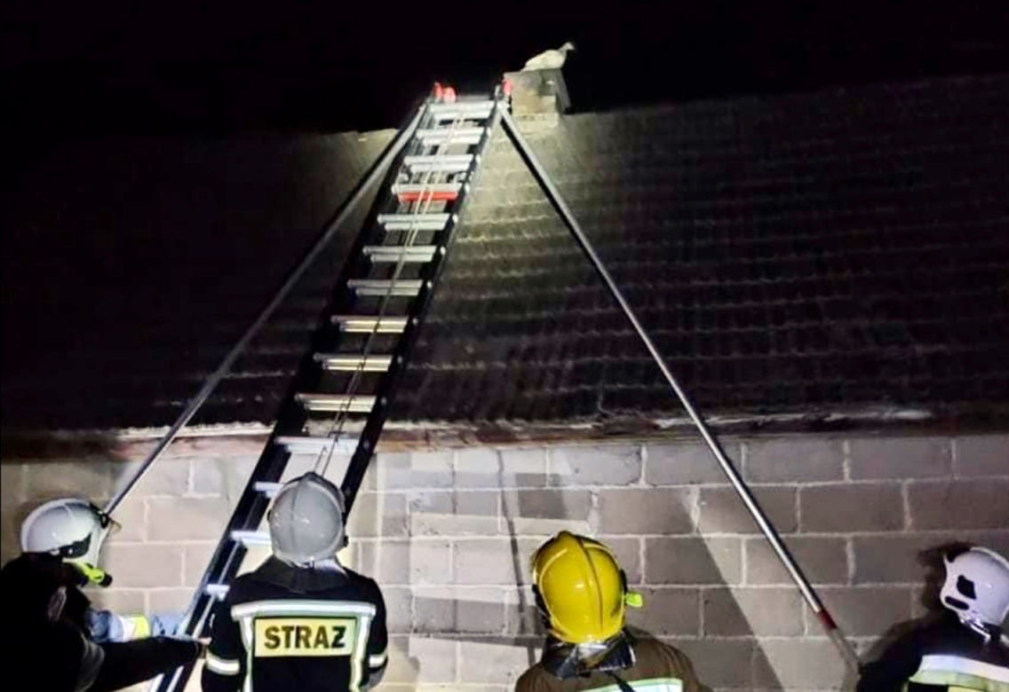 Supraśl. Strażacy OSP ściągnęli kaczkę z dachu