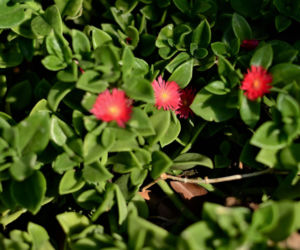 Aptenia sercolistna