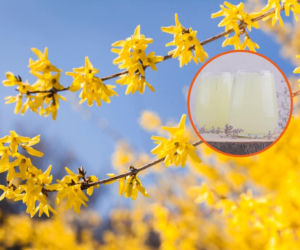 Te złote kwiaty to nie tylko ozdoba. Zrobisz z nich darmowy eliksir na piękną skórę