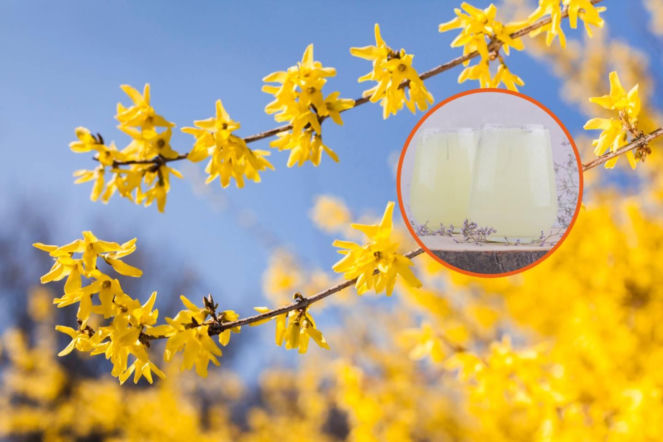 Te złote kwiaty to nie tylko ozdoba. Zrobisz z nich darmowy eliksir na piękną skórę