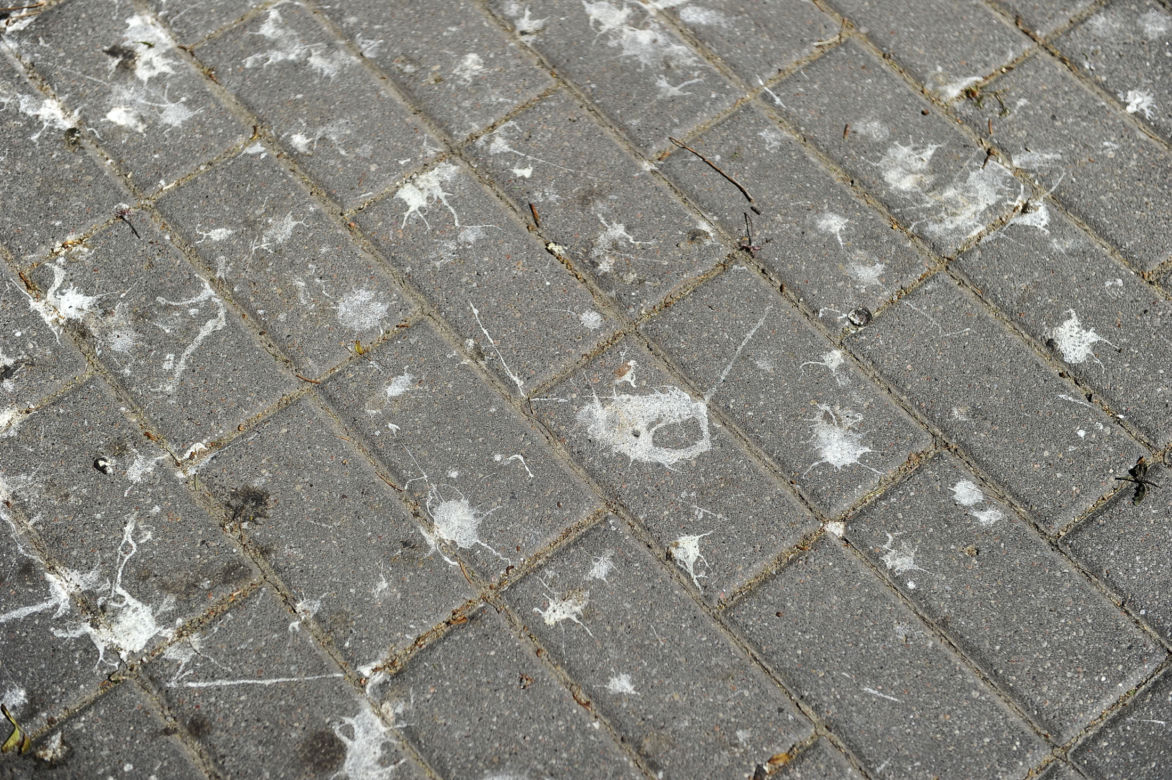Jastrząb zaprowadzi porządek na Ursynowie. Nietypowy pomysł w Warszawie