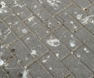 Jastrząb zaprowadzi porządek na Ursynowie. Nietypowy pomysł w Warszawie