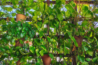 Rośliny pnące do domu - jakie pnącza doniczkowe wybrać?