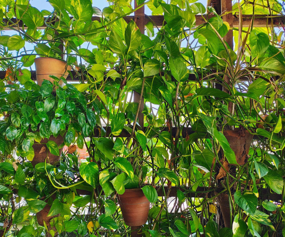 Rośliny pnące do domu - jakie pnącza doniczkowe wybrać?