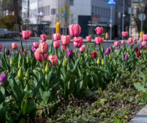 Olsztyn w wiosennym wydaniu. W mieście jest coraz piękniej