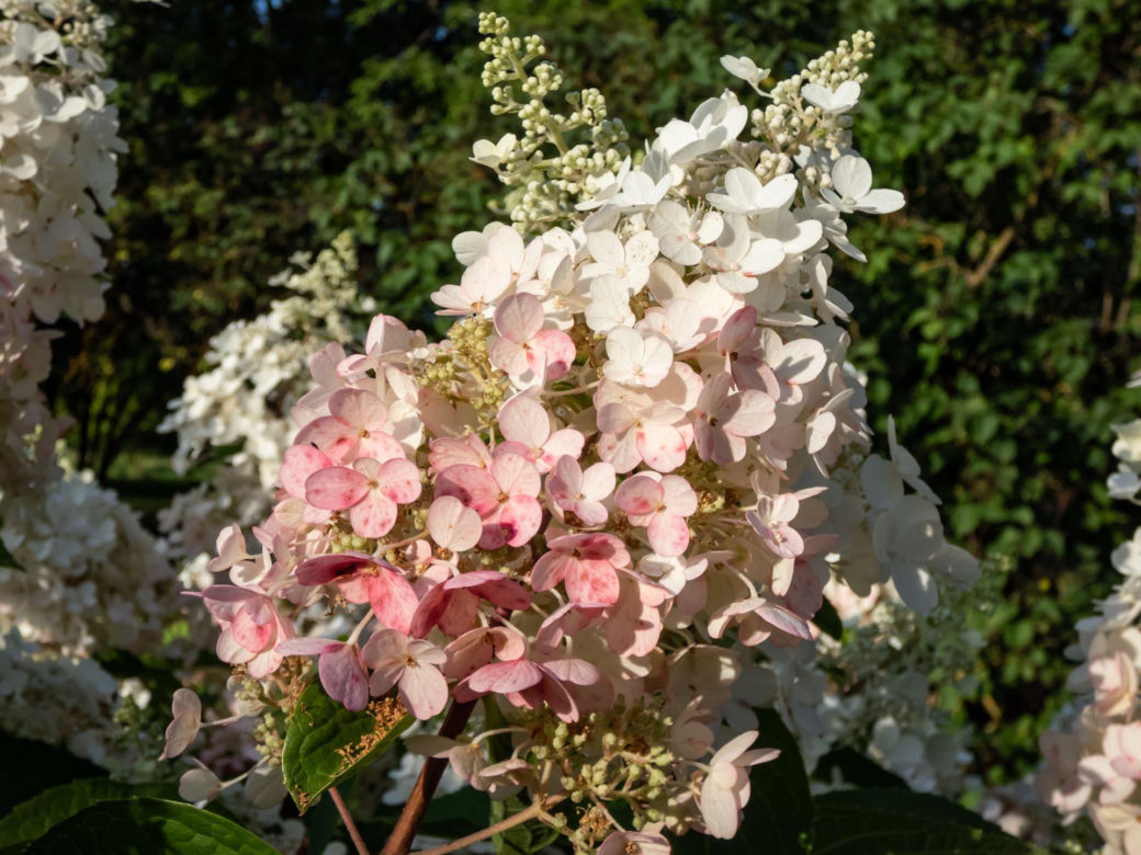 Hortensja bukietowa 'Pinky Winky'