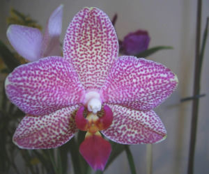 Phalaenopsis: najpopularniejszy storczyk