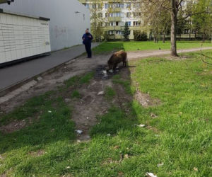 Dziki na toruńskim Rubinkowie. Beztrosko biegały po okolicy