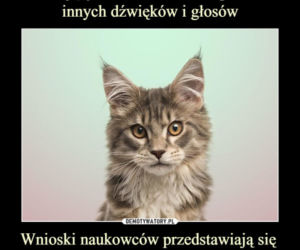 Dzień Kota 2021. Rasowe, dachowce, małe i duże. Dziś KOTY mają swoje święto [MEMY]