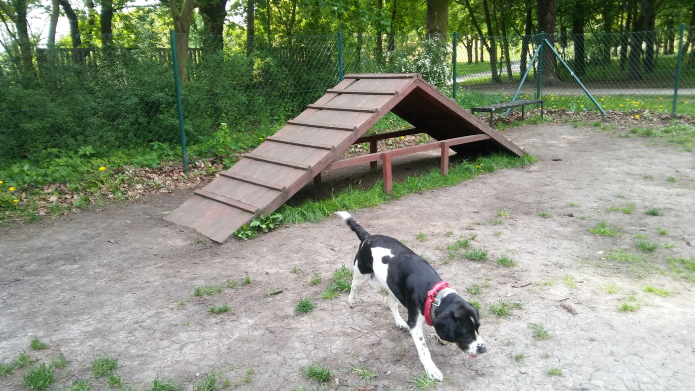Wybieg dla psów w Parku Tołpy