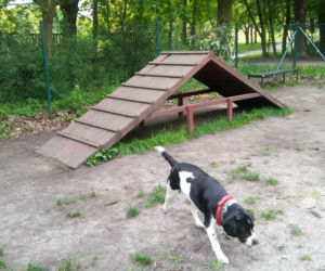 Wybieg dla psów w Parku Tołpy