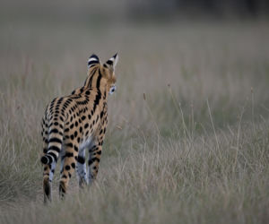 Serwal pod Warszawą grasuje. Kto za to odpowiada i co mu grozi?