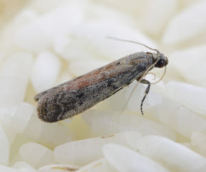 Mole spożywcze w magazynach – jak chronić zapasy żywności?