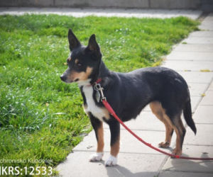Piękne psy do adopcji ze schroniska Kundelek w Rzeszowie [ZDJĘCIA]