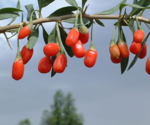 Jagody goji