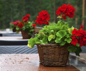 pelargonia7.jpg