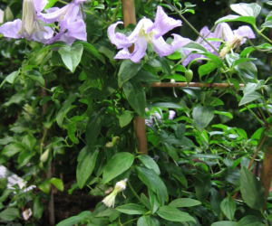 Powojnik 'Betty Corning'
