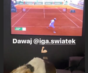 Tak polskie gwiazdy kibicowały Świątek