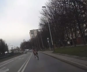 Jeleń hasał po ulicach Krakowa