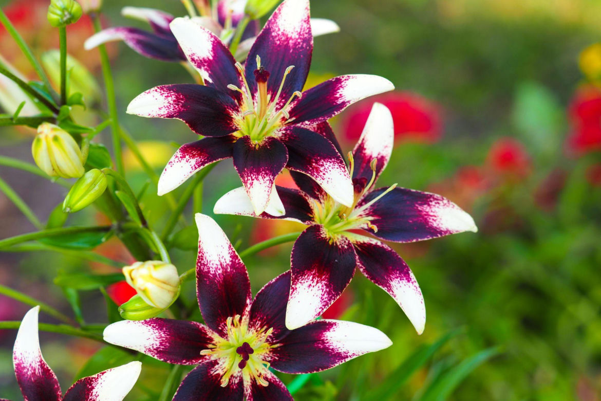 Lilia azjatycka 'Netty'S Pride' 