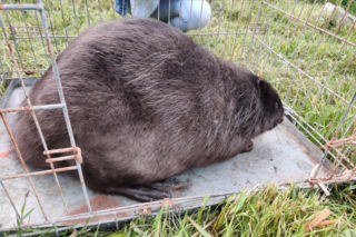 Kołobrzeg. Bóbr na ulicach kurortu. Wielka akcja łapania gryzonia   
