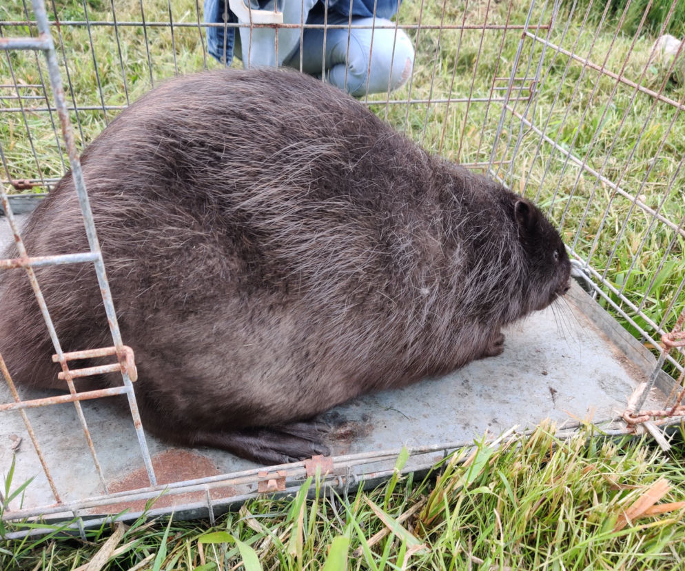 Kołobrzeg. Bóbr na ulicach kurortu. Wielka akcja łapania gryzonia   