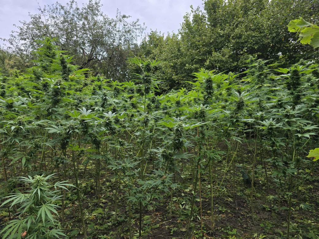 Prawie 40 kilogramów narkotyków i dwie duże plantacje. Dwaj zatrzymani w Starachowicach i gminie Brody