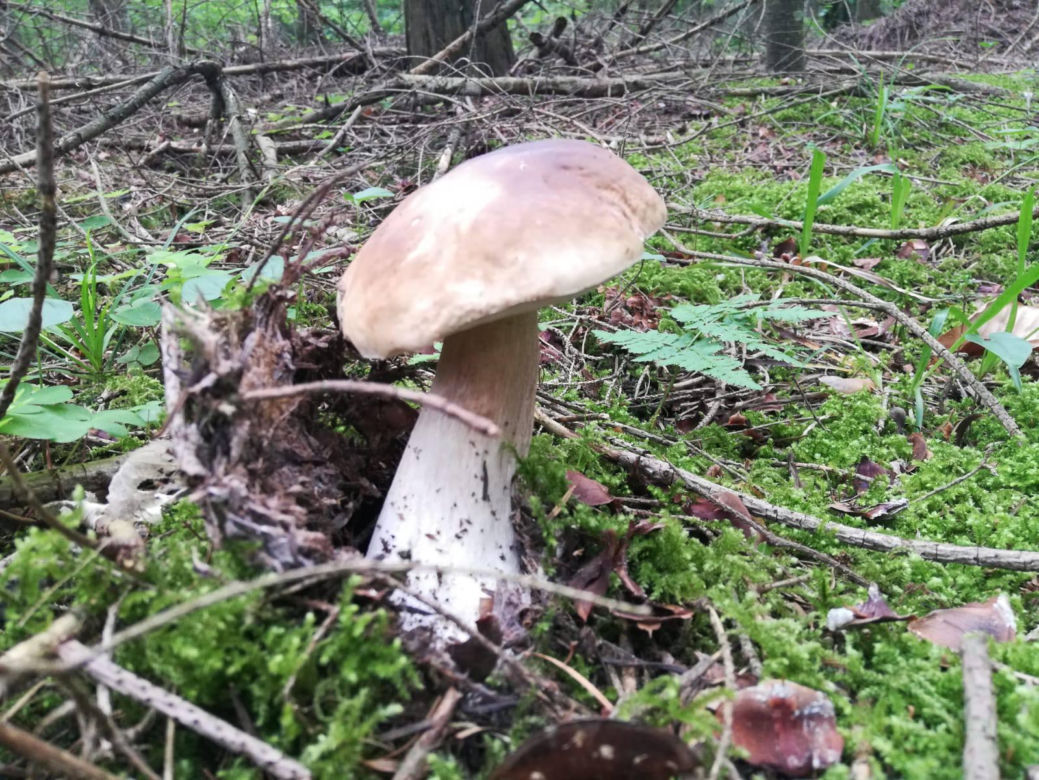 Taaaakie grzybobranie w Świetokrzyskiem. Królują borowiki szlachetne i ceglastopore