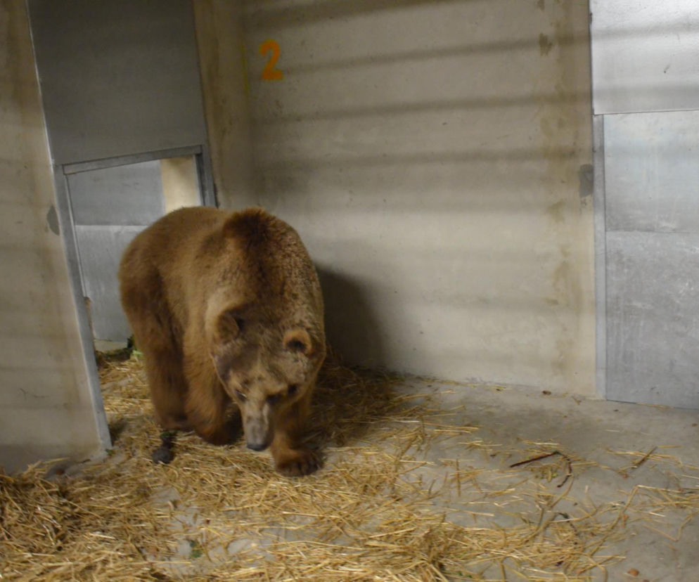 Niedźwiedź Baloo w poznańskim zoo: „Nadal kocha ludzi”