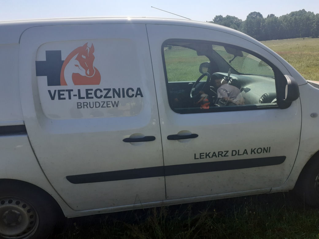Tajemnicza śmierć 11 koni! Dramatyczne wydarzenia na pastwisku w powiecie kolskim