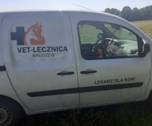 Tajemnicza śmierć 11 koni! Dramatyczne wydarzenia na pastwisku w powiecie kolskim