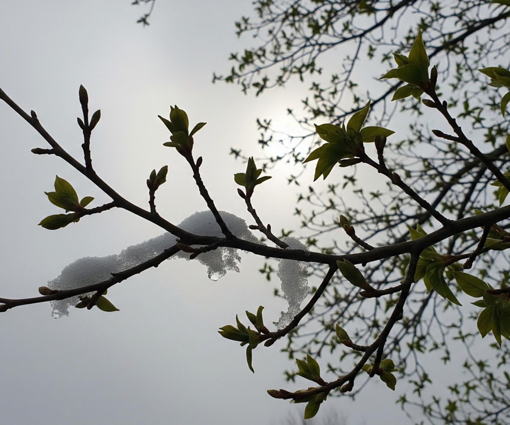Na pierwszym planie widoczne są brązowe gałęzie drzewa z młodymi, jasnozielonymi pąkami i liśćmi, rozciągające się ukośnie przez obraz. Na jednej z głównych gałęzi, biegnącej od lewej do prawej, leży warstwa białego, puszystego śniegu, częściowo stopionego, z widocznymi kroplami wody. W tle, pod pochmurnym, jasnoszarym niebem, delikatnie prześwituje słońce, tworząc jasną plamę za gałęziami, a także zarysowane są dalsze, rozgałęzione konary z licznymi, drobnymi pąkami.