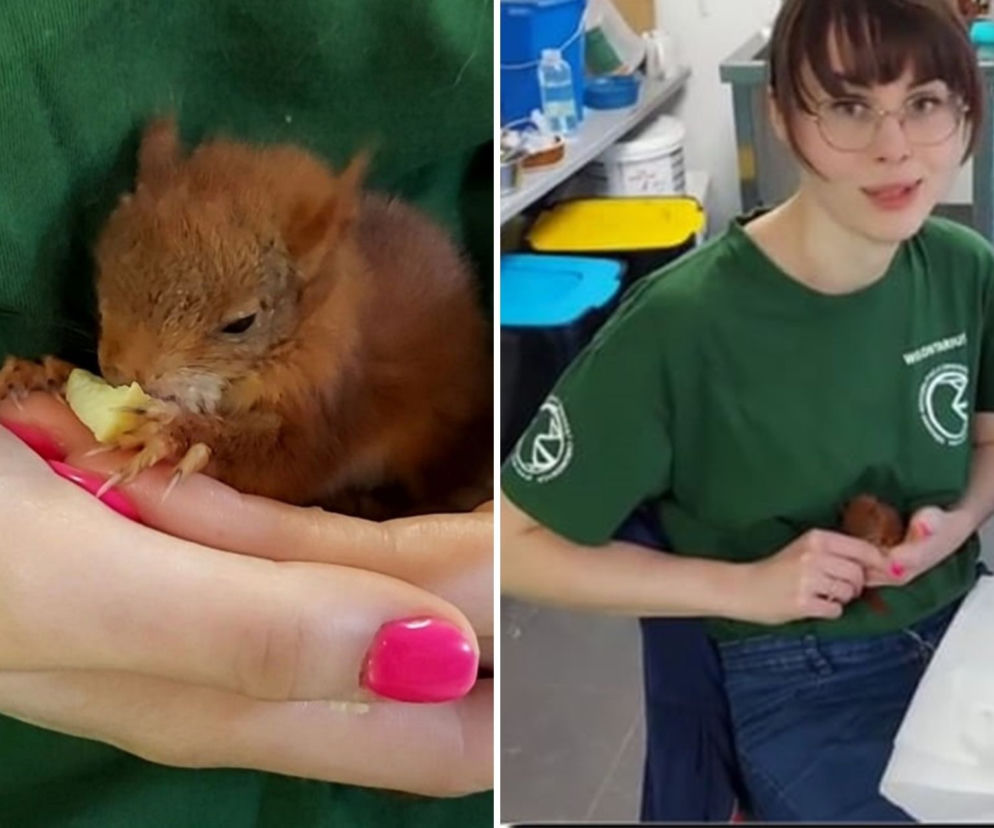 Mikrowiewiórka w tarapatach 