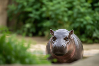 Gdańskie zoo ma nowe gwiazdy. Czy wiesz, co spotkało jedną z nich?