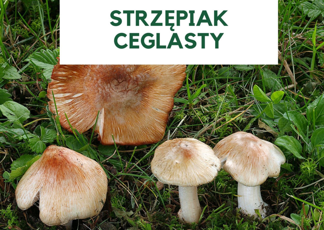 Najbardziej trujące grzyby w Polsce. Ich zjedzenie grozi śmiercią! [GALERIA]