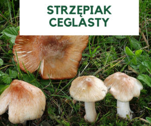 Najbardziej trujące grzyby w Polsce. Ich zjedzenie grozi śmiercią! [GALERIA]