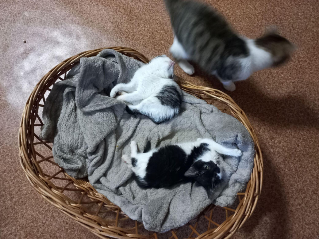 Kociarnia w Lesznie szykuje się do zimy. Potrzebny opał i karma