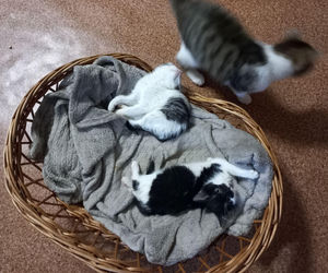 Kociarnia w Lesznie szykuje się do zimy. Potrzebny opał i karma