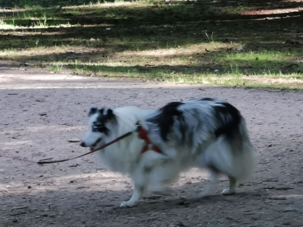 Świętowali Dzień Psa w kaliskim Parku Miejskim